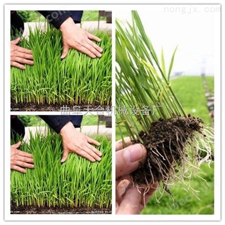 厂家供应优质水稻插秧机 小型人力步退式禾苗种植机