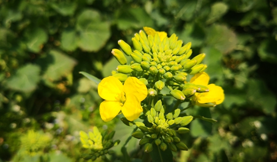 能源高质量发展专家谈丨“十四五”能源规划成绩评述及形势展望