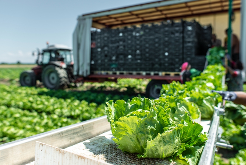 农机化技术推广典型案例之依托特色产业 发挥技术优势 大力推进特色蔬菜机械化发展